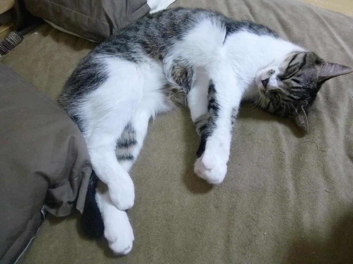 高校运动康复训练技术及应用研究,运动康复开设院校排名