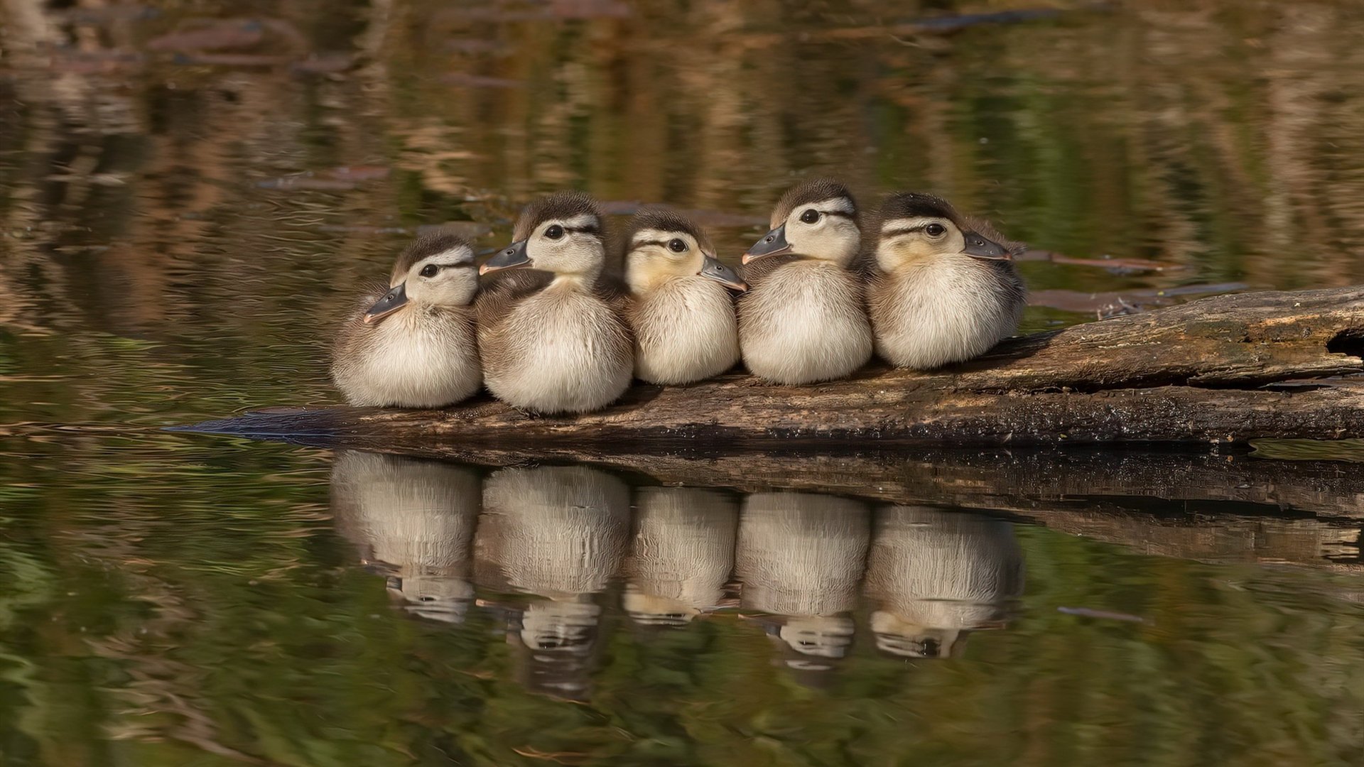 华体会登录入口-东亚杯国足战平 球员心态调整受关注，东亚杯国足大名单