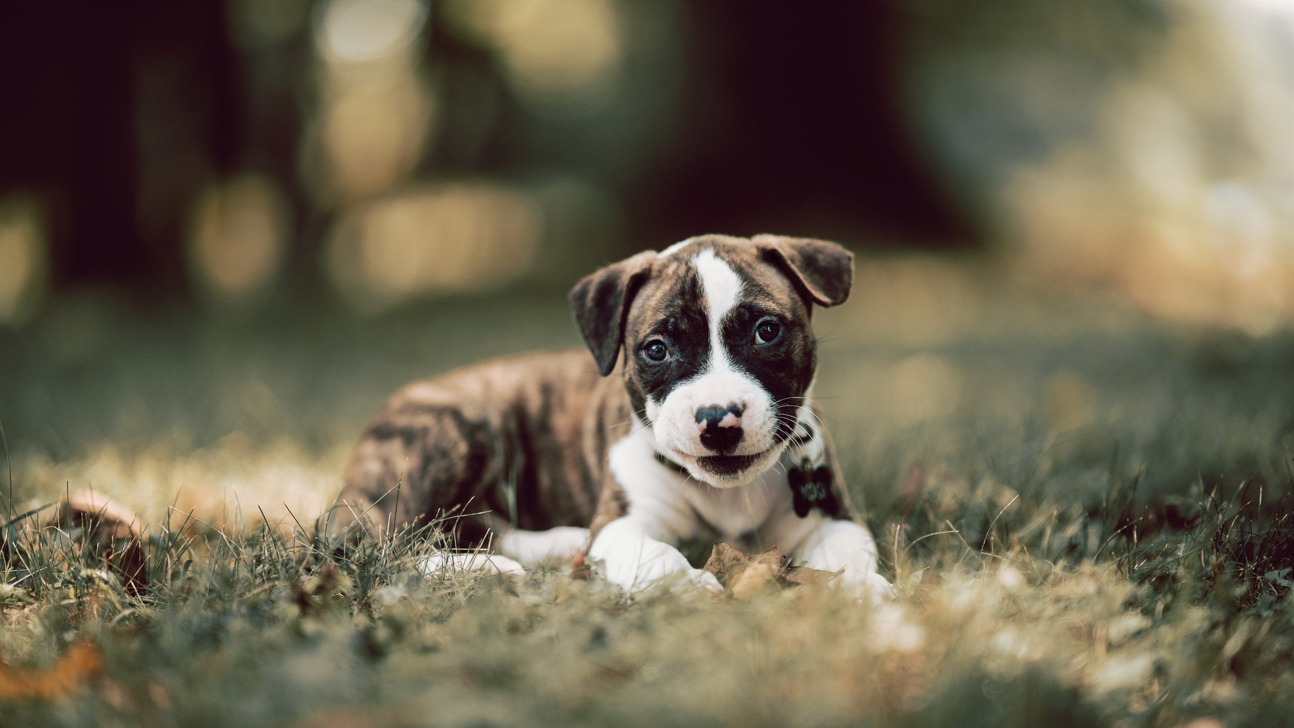 亚冠联赛中国青年队爆冷 球迷呼吁完善青训,2021亚冠为何派青年队