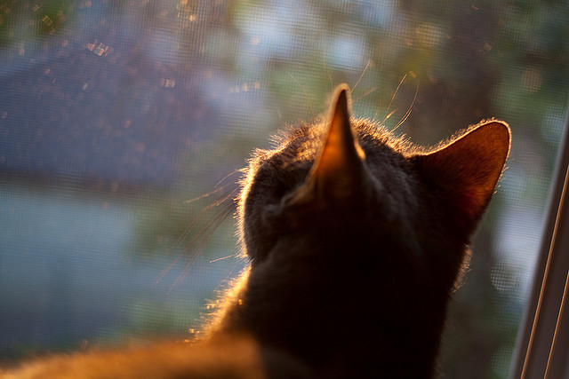 国家队缺少三分线外定点投手问题如何破解