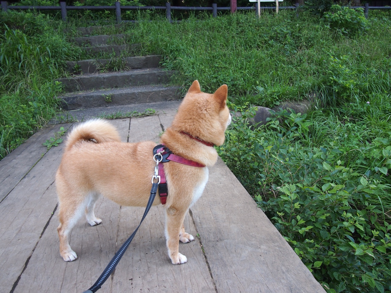 华体会登录地址-女子100仰美将再创佳绩，女子100仰泳