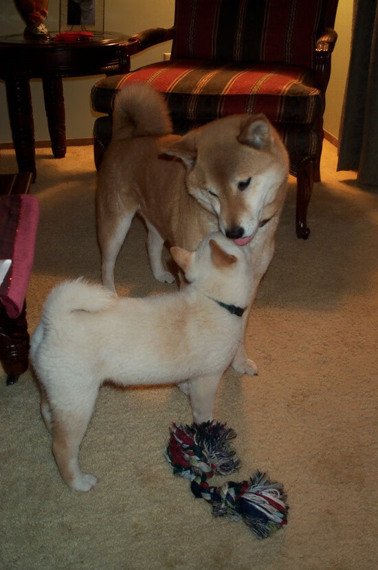 该项目体能分配策略科学有效,体育项目的体能要求研究综述