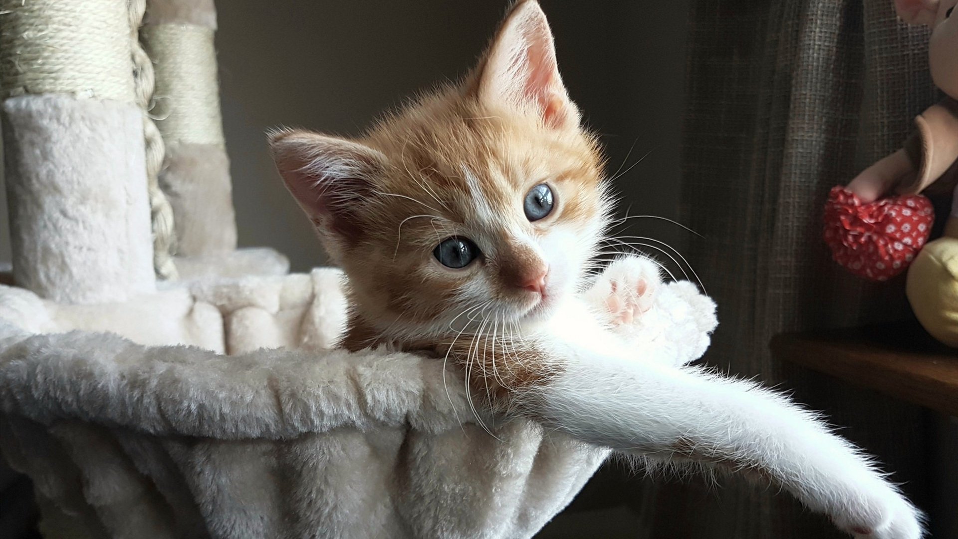 华体会官方网站-足球品牌建设乏力，足球俱乐部品牌价值