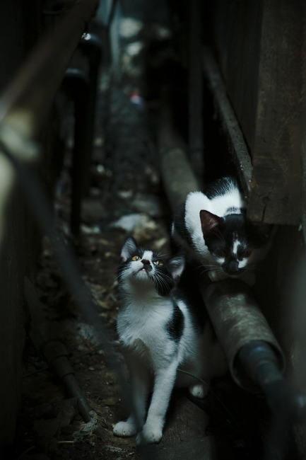 华体会-世界杯赛场的智能化场馆应用，世界杯比赛场地要求和一些简单的规则