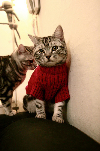 中超媒体曝光度稳步回升助力联赛影响力扩大,曝中超开赛最新方案