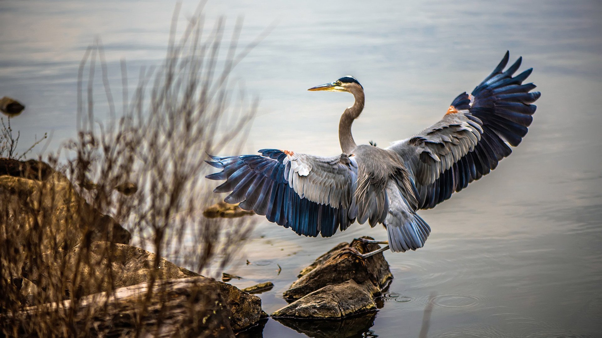 仰泳冲刺朝鲜女将稳中有升,仰泳的比赛视频