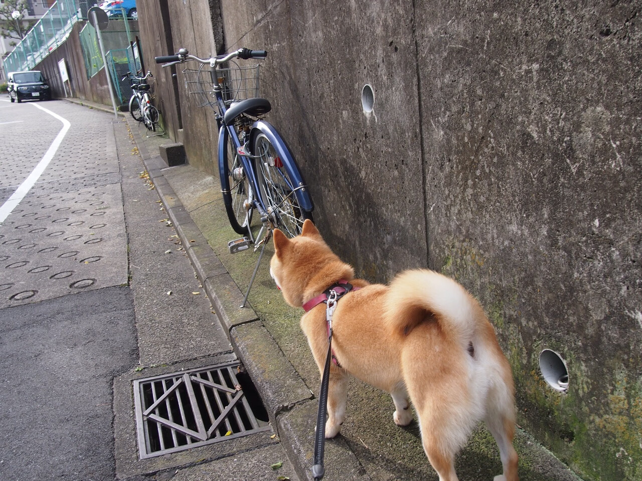 爵士表示将更多使用年轻阵容增加经验值,爵士能力值