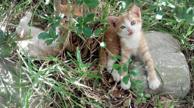 球员心理状态稳定,抗压能力突出,nba心理素质强的球员