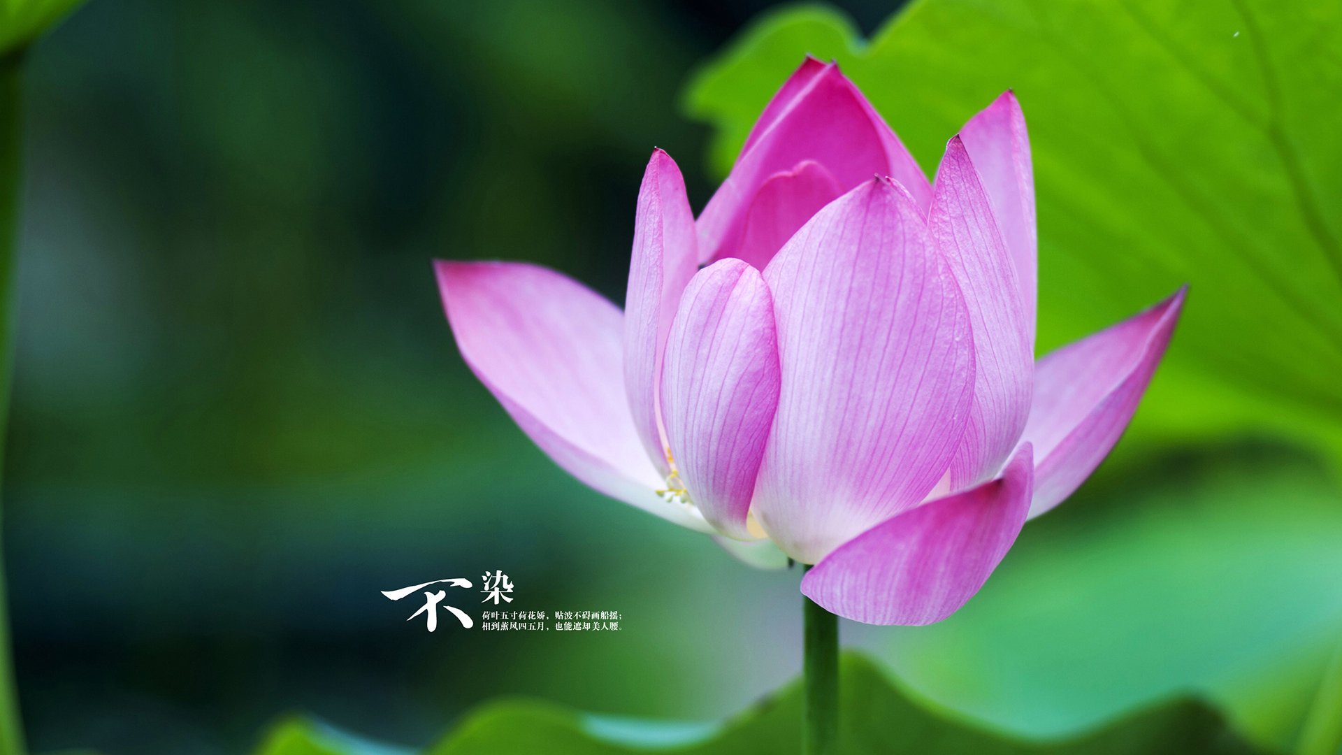 瑞安：随着经验积累，逐渐成为全黑队的顶级球员，瑞安足球俱乐部