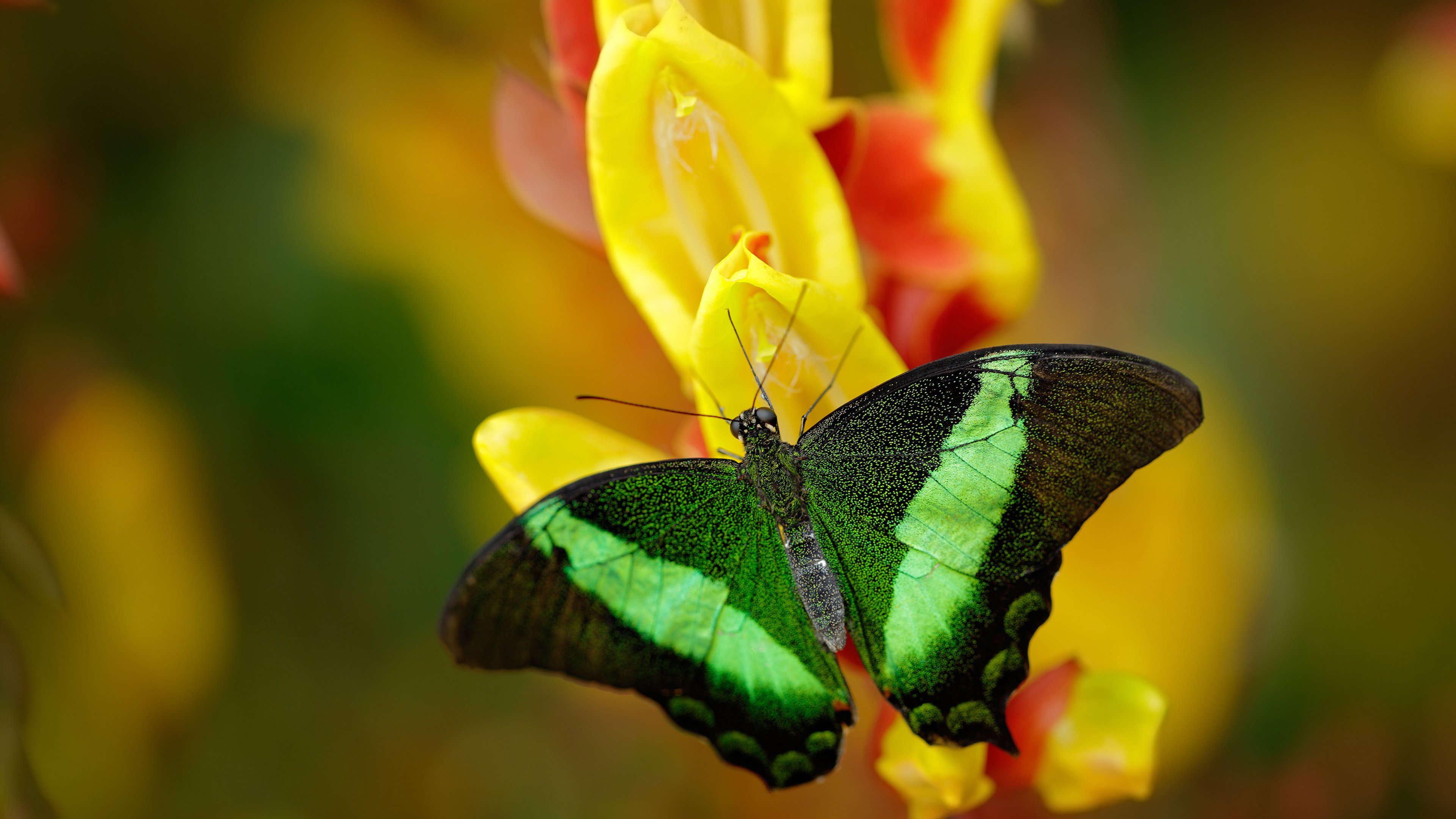 美国女子4×200米自由泳接力决赛夺银,女子4ⅹ200米自由泳接力决赛视频回放