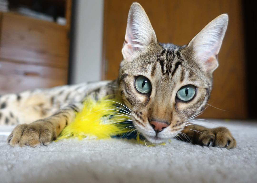 美洲杯明星助阵:激情燃烧,精彩纷呈!,美洲杯角色