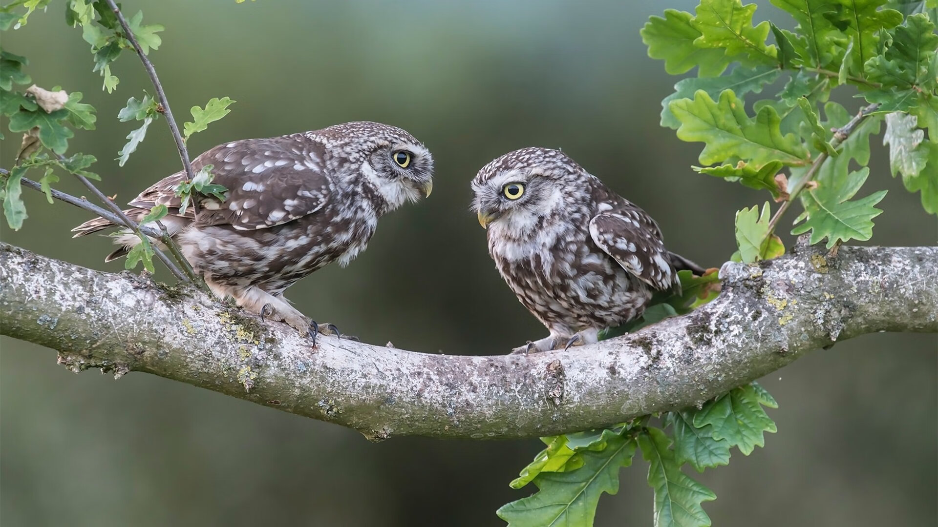 华体会网址-职业联赛推动俱乐部主场文化墙建设增强球迷归属，俱乐部文化墙设计